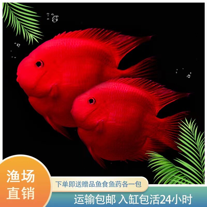 血红鹦鹉活鱼发财鱼红元宝红财神鱼黄鹦鹉鱼苗活体银龙热带观赏鱼