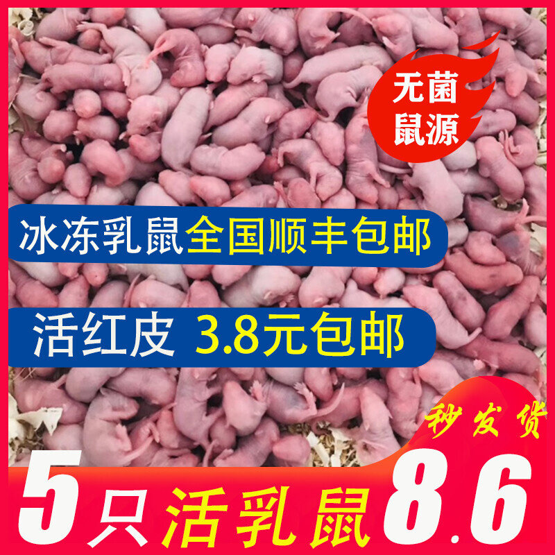 乳鼠活小白鼠活体冰冻粉皮红白霜爬虫/鸣虫食物
