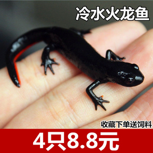 六角恐龙鱼淡水冷水鱼金鱼小火龙鱼蝾螈观赏鱼活体宠物锦鲤热带鱼