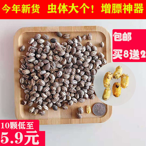 蜜袋鼯仓鼠粮食零食坦克虫洋辣子花枝鼠松鼠啦虫金丝熊杨拉罐食用