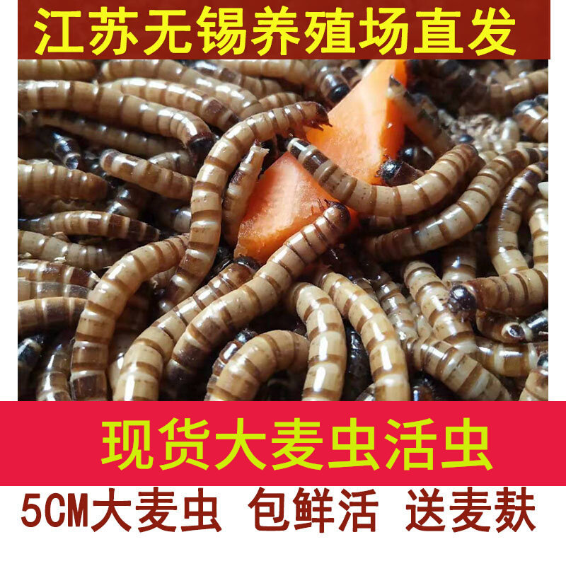南通直发大麦虫活虫一斤面包虫活虫500克鲜活龙鱼活体饲料乌龟鸟