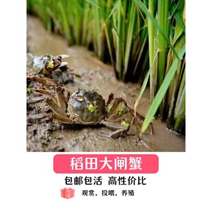 小螃蟹宠物蟹苗河豚斑马狗头巴西龟龙鱼鳄龟活食补钙淡水迷你螃蟹