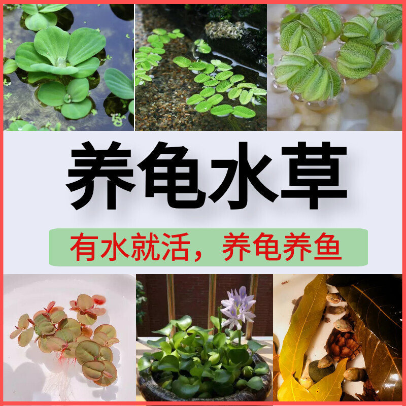 浮萍水草植物龟缸造景套餐活体种水草