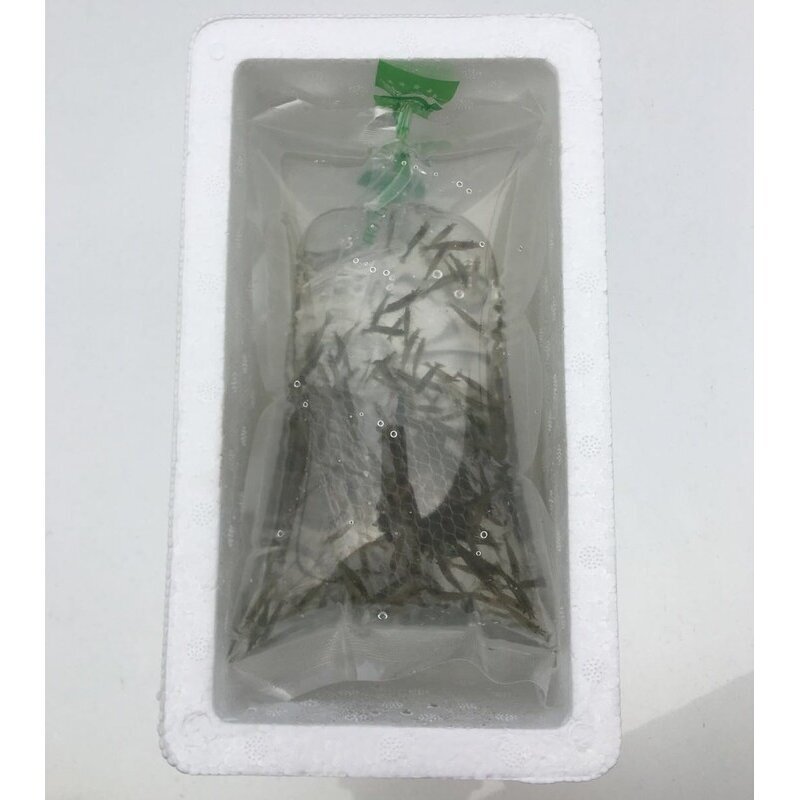 黑壳虾活体龙鱼爬宠饲料免邮工具虾