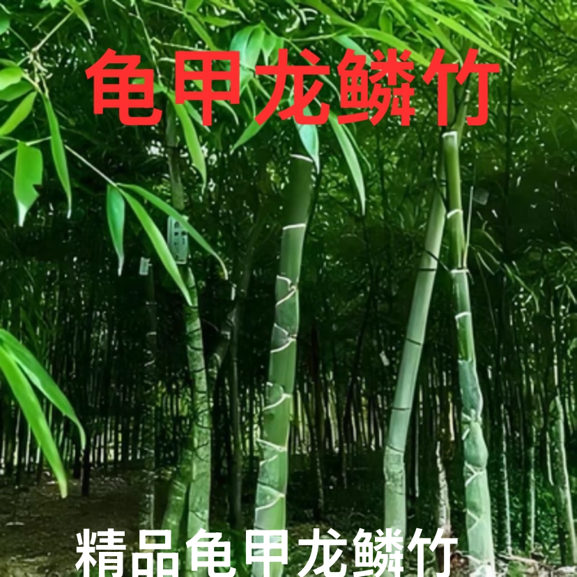 龟甲龙鳞竹竹子别墅庭院园林绿植观赏等一系列造景