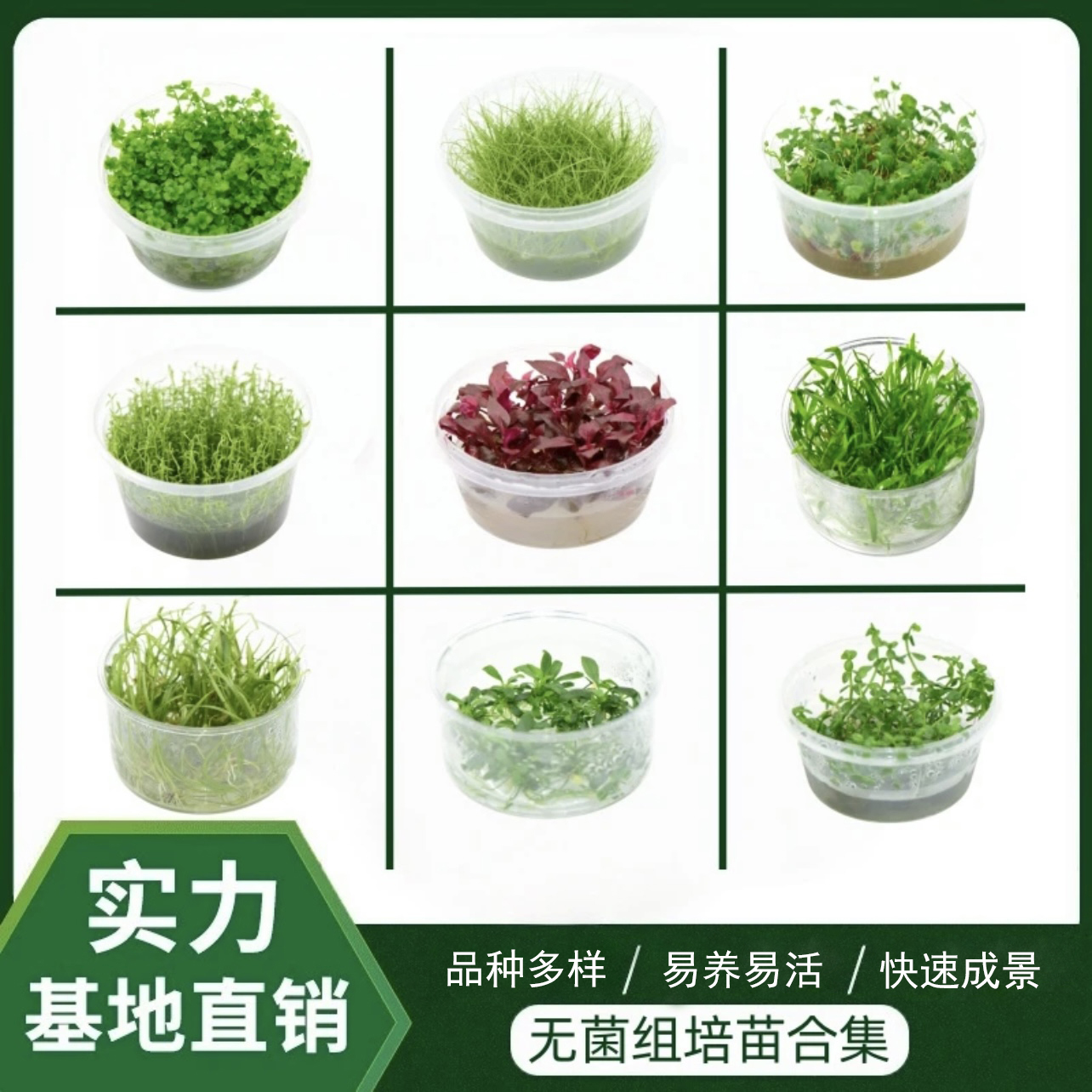 新手低难度前景、中景无菌杯鱼缸造景阴性水草净化水质植物