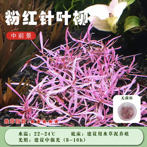 粉红针叶柳前中景无菌杯鱼缸造景阴性水草生态净水草坪