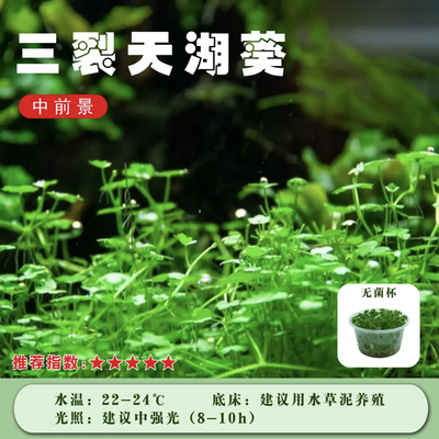 三裂天湖荽新手前中景无菌杯鱼缸造景阴性水草生态净水植物