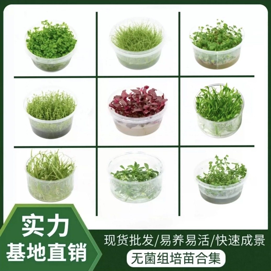 新手无菌杯各类前景珍珠草等鱼缸造景水草,宠物/宠物食品及用品,水草,淘宝优惠券,粉丝福利购,淘宝优惠卷
