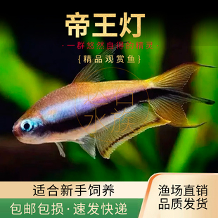 帝王灯鱼热带鱼黄金红尾黑帝王灯草缸淡水蓝国王群游鱼三叉尾小型
