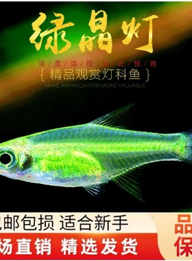 绿晶灯鱼水草鱼缸群游灯科鱼