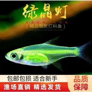 绿晶灯鱼水草鱼缸淡水小型玻璃透明群游灯科鱼热带微小波鱼活体鱼
