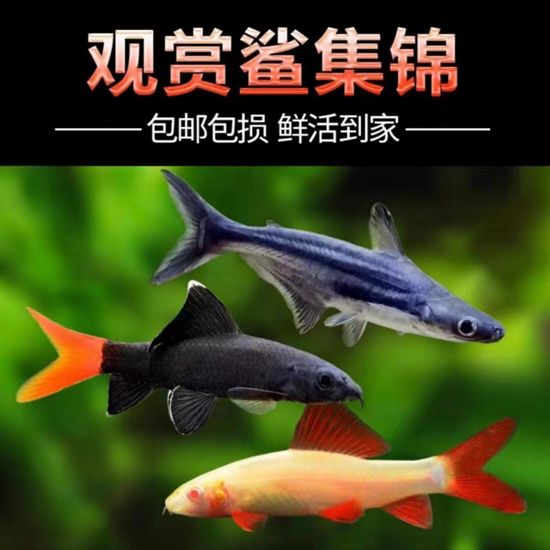 彩虹鲨清洁鱼红尾黑鲨清道夫