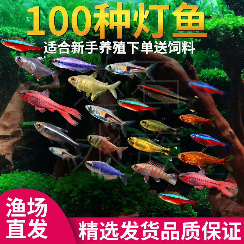 红绿灯小型灯科鱼热带观赏鱼淡水宝莲灯鱼活体鱼孔雀鱼群游鱼包邮