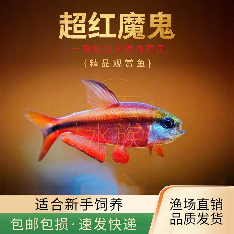 超级红魔鬼黑间家族灯鱼系列