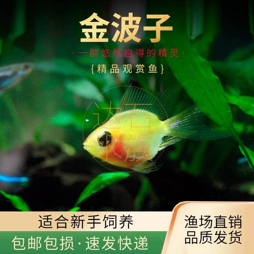 桃心金波子阿凡达凤凰鱼