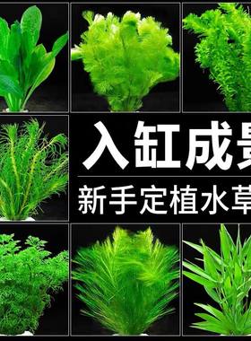 水草植物观赏鱼草缸水族箱造景