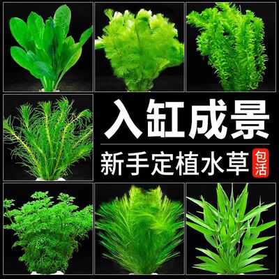水草植物观赏鱼草缸水族箱造景