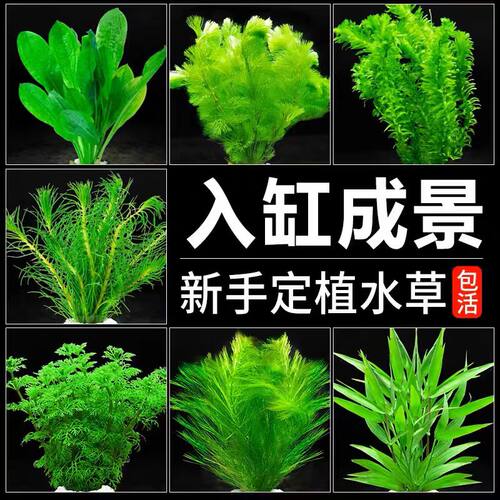 水草植物观赏鱼草缸水族箱造景