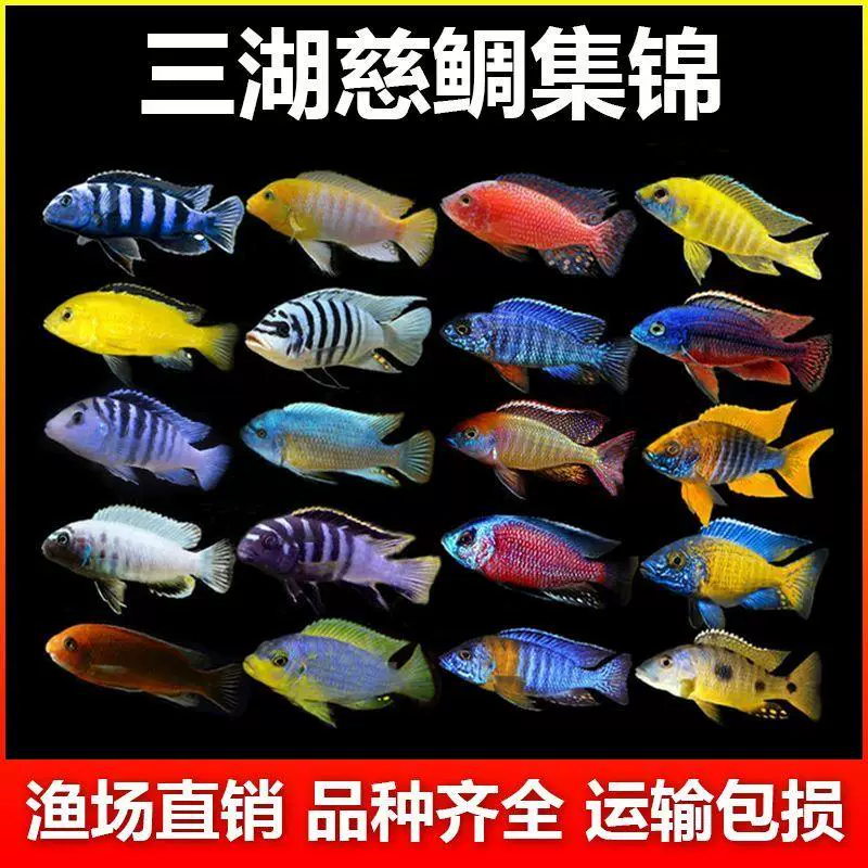 三湖慈鲷鱼黑线王子活体中小型耐养易活热带观赏鱼马鲷坦鲷淡水鱼