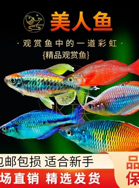 电光美人鱼刚果美人观赏鱼