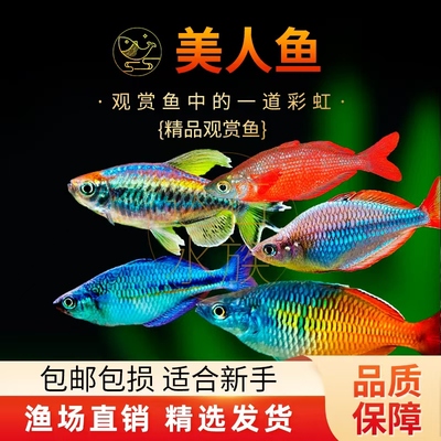 电光美人鱼刚果美人观赏鱼
