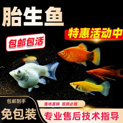胎生鱼金银黑皮球玛丽除油膜红箭红白剑米奇月光牡丹小型活体鱼 虎窝淘