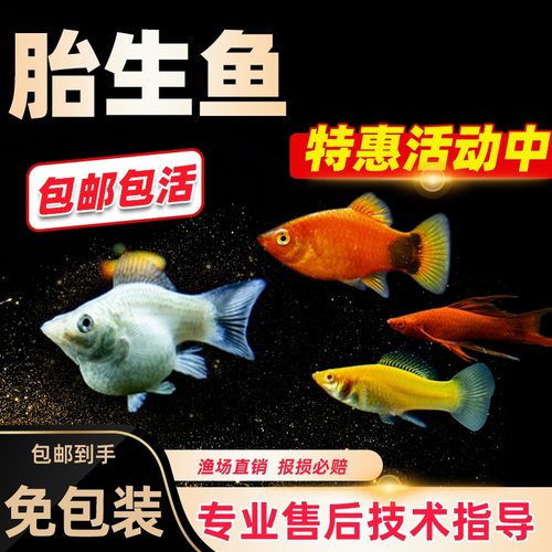 黑活体生鱼价格 黑活体生鱼图片 星期三