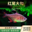 粉红大勾扯旗鱼红衣梦幻扯旗南美造景小型群游灯鱼活体黑尾大勾