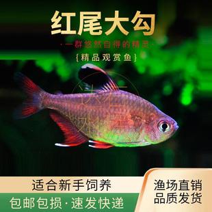 粉红大勾扯旗鱼红衣梦幻扯旗南美造景小型群游灯鱼活体黑尾大勾