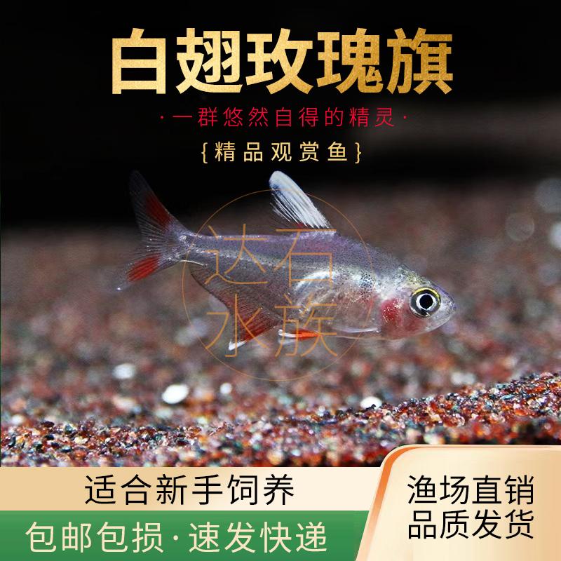 扯旗鱼集锦适合草缸群游好养耐活