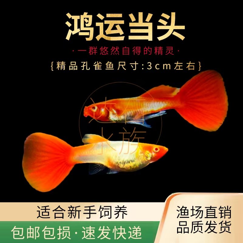 红头纯种鸿运当头孔雀鱼图片