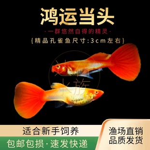 红头纯种鸿运当头孔雀鱼纯种好养耐活胎生鱼繁殖热带小型活体鱼苗