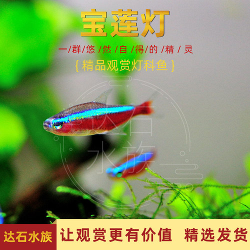 灯科鱼热带淡水鱼适合草缸群游