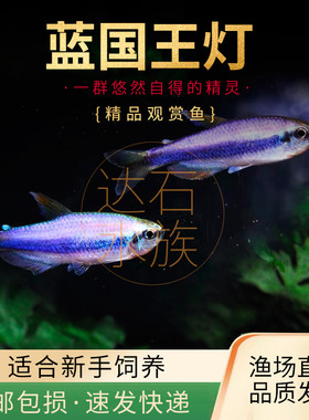 热带鱼淡水群游效果好适合草缸