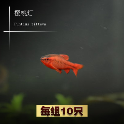 长尾樱桃灯鱼 红玫瑰鱼 草缸精灵 小型鱼 热带观赏鱼 包活灯科鱼