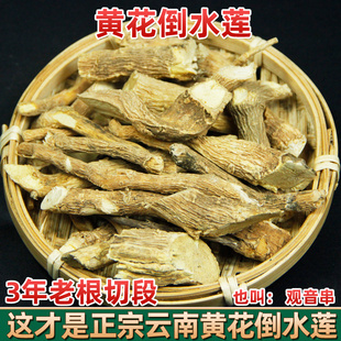 正宗云南野生黄花倒水莲根天然观音串 中药材月子茶倒吊黄500克
