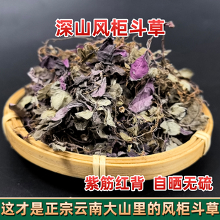 云南深山风柜斗草 金葵草 风鼓草楮风斗草风骨草风古草风风斗柜草