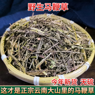龙芽草 马鞭梢 铁马鞭 凤颈草 云南野生中药材马鞭草 包邮 马边草