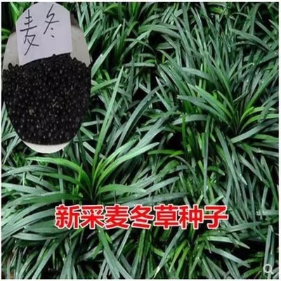 新采麦冬草种子玉龙草种子金边麦冬草籽日本矮麦冬苗绿化草坪种子