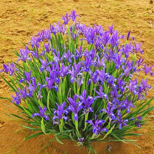 马莲种子 马兰花种子 马连多年生耐寒耐水耐涝水边花卉可水生