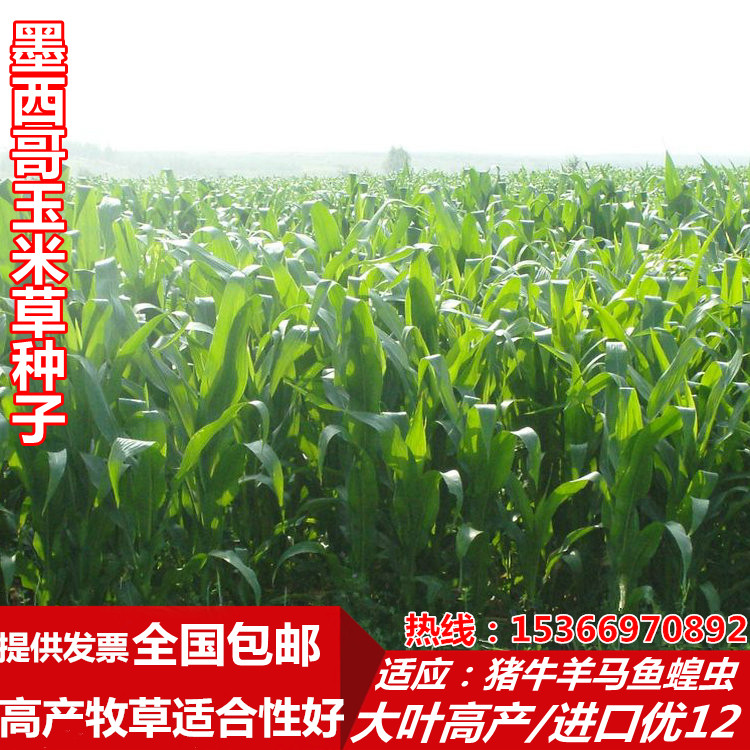 墨西哥玉米草种籽牧草种子猪牛多年生再生畜牧养殖喂鱼草种籽四季