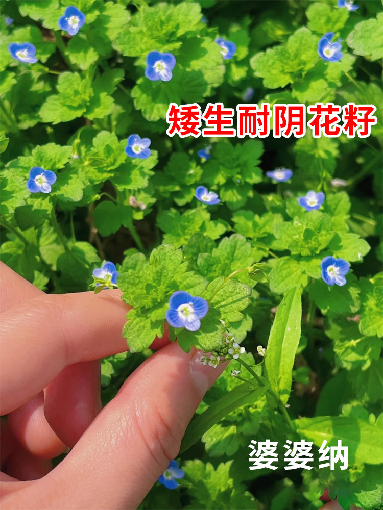 阿拉伯婆婆纳花种子籽低矮生耐阴耐寒四季播花籽花期长盆栽花海