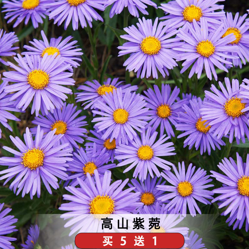 高山紫菀种子紫苑高岭紫菀菊花种子宿根简单易活花籽耐寒花种籽子