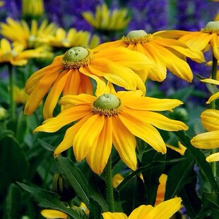 金光菊种子四季易播种景观绿化耐旱耐寒花草籽黑心日光黑心菊种子