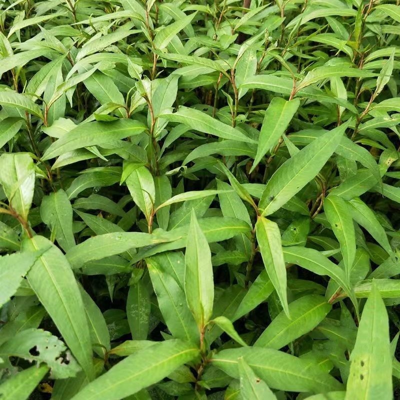 野生香柳菜种子香辣柳叻沙叶鱼生草去腥提味佐料调味香菜春夏野菜