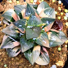 特价十二卷多肉植物一物一拍玉露寿万象玉扇锦综合链接带盆发货