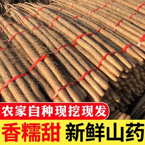 正宗铁棍山药新鲜采挖当季蔬菜适蒸煮营养丰富无添加低脂健康