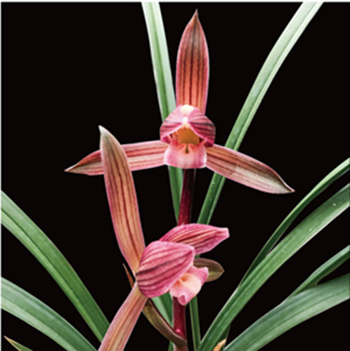 兰草兰花国兰春剑十大名兰裸根花苗