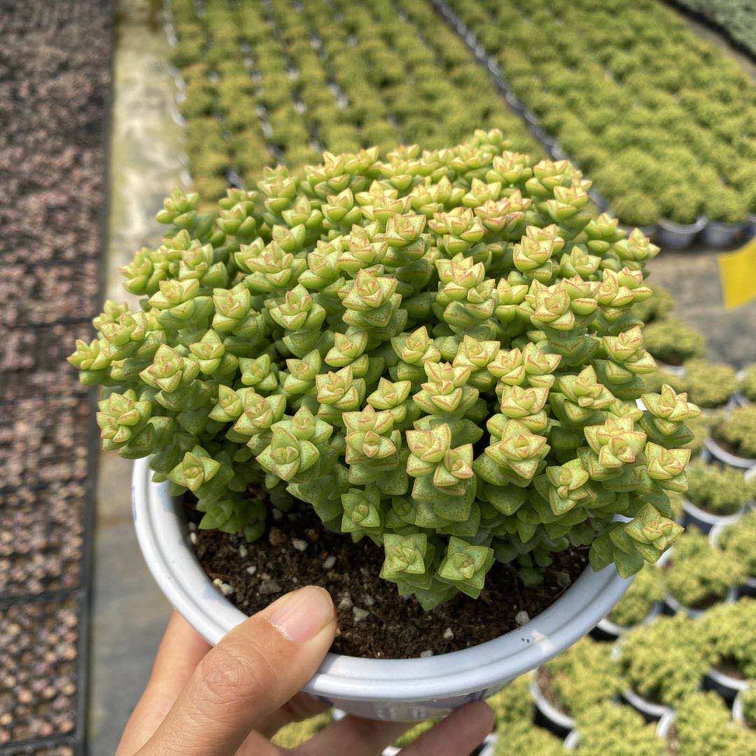 小米星多肉植物老桩群生肉肉植物可爱迷你绿植组合小盆栽室内花卉